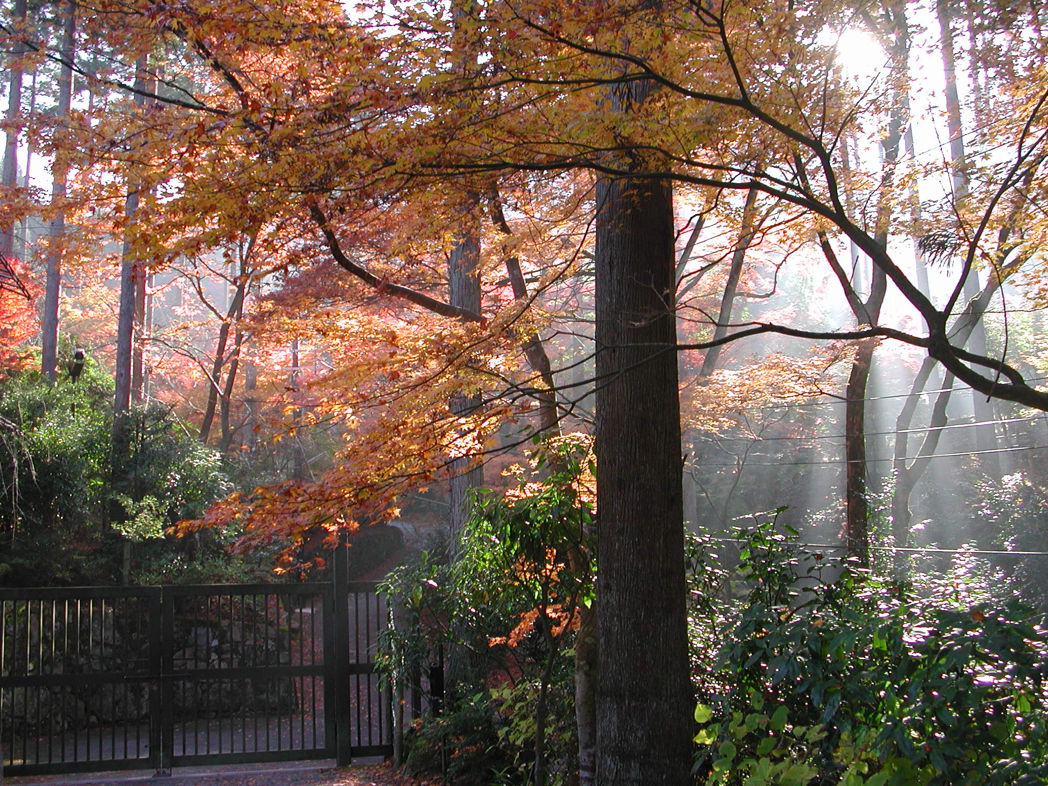 三千院の秋（京都市）　